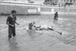  ?? KHALED ABDULLAH / REUTERS ?? A man washes his camel in floodwater in the old quarter of Sanaa, Yemen, on Wednesday.