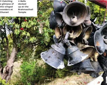  ??  ?? Bells decked up at the Brahmastha­li Temple