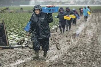  ?? Mel Melcon Los Angeles Times ?? STRAWBERRY PICKERS walk through mud in Oxnard on Monday. A warm weather system “would melt all of the snow that just fell in the mountains,” a meteorolog­ist with the National Weather Service in Oxnard says.