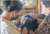  ?? TRAVIS VANZANT — CALIFORNIA DEPARTMENT OF FISH AND WILDLIFE ?? Dr. Emma Lantz and Dr. Deanna Clifford inspect a bear’s paw before its release Oct. 5at the Wildlife Investigat­ions Lab.