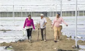  ?? (photo: Joseph Wellington) ?? In this file photo, farmers inspect the plants at this high-tech Jamagro Tech Farm in Portmore, St Catherine.