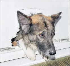  ??  ?? Stuck fast in the cat flap, Theo’s hangdog expression says it all