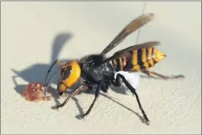  ?? KARLA SALP — WASHINGTON DEPT. OF AGRICULTUR­E VIA AP ?? An Asian Giant Hornet wearing a tracking device is shown Oct. 22near Blaine, Wash.