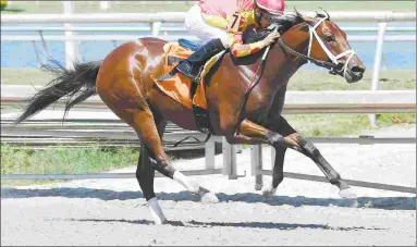  ?? LAUREN KING/COGLIANESE PHOTOS ?? Admiral Jimmy, winning a Gulfstream maiden race, runs for Todd Pletcher in the Sanford.