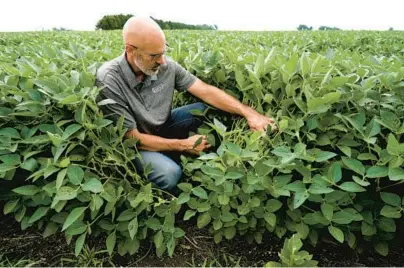  ?? NAM Y. HUH/AP ?? Jeff O’Connor, a farmer checking his soybeans in Kankakee, Illinois, is a big proponent of double-cropping.