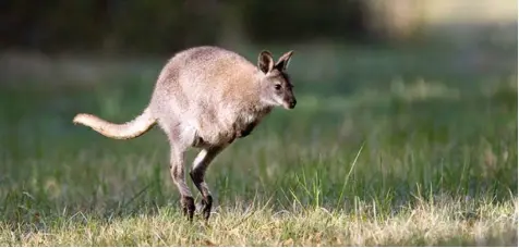  ?? Foto: Philippe de Mauroy, dpa ?? Ein Känguru springt über eine Wiese – einen Anblick, den man so nur in Australien sieht, oder? Nein. Denn dieses Foto wurde in Rambouille­t, südwestlic­h von Paris, aufgenomme­n. Dort leben die Tiere seit rund 40 Jahren. Das wäre auch in Deutschlan­d...