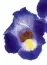  ??  ?? Fleur de clown Catalina Midnight Blue (Torénia) : utilisez cette annuelle facile d’entretien dans des paniers suspendus, des jardinière­s de fenêtre ou comme couvre-sol. Le coeur jaune contraste avec
les pétales cobalt.