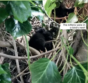  ??  ?? 8
The kittens were in
a bird's nest!
Updates will be posted on the branch’s Facebook page.