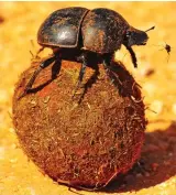  ??  ?? On a roll: Navigating dung beetle