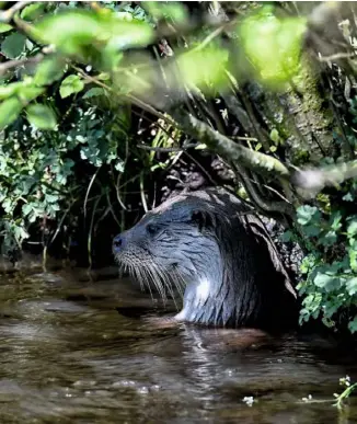  ??  ?? An otter keeps watch along the riverbank as it dips in and out of the water.