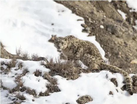  ?? Getty Images ?? A snow leopard in Spiti Valley, in India’s Himachal Pradesh. There are an estimated 4,500 of the animals left in the world