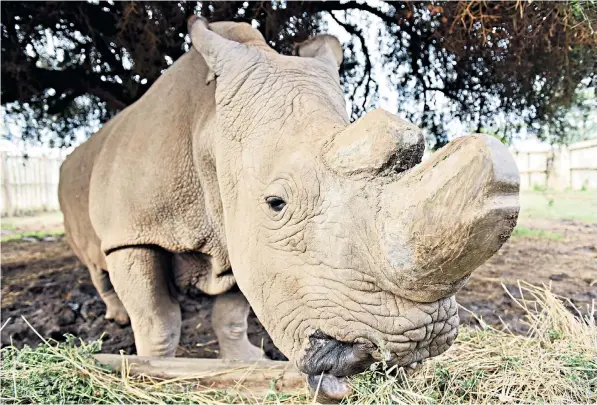  ??  ?? Sudan, the world’s last male northern white rhino, was put down in Kenya after his health deteriorat­ed