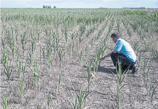  ?? Marcelo manera ?? Un campo de maíz en Sanford, Santa Fe, muestra el fuerte impacto de la sequía en los cultivos