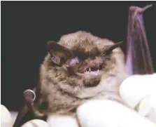  ?? STAFF PHOTO ?? A researcher holds a female Indiana bat while doing research in the Cherokee National Forest in Monroe County, Tenn., in 2010. The Indiana bat and the gray bat are both on the endangered species list in Tennessee.