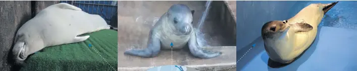  ?? ?? From left: Crabeater seal Pearl shortly after arriving at Bayworld;
Sebastian at Bayworld; Ragnar at uShaka Sea World.