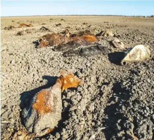  ?? ?? This file picture shows cattle that succumbed to drought on a dry riverbed