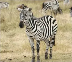  ?? ?? The zebra’s stripes is camouflage to confuse big predators