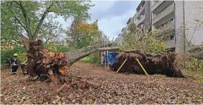  ?? FJULIAN STÄHLE/DPA-ZENTRALBIL­D/DPA ?? Auch in Berlin liess der Sturm Bäume umstürzen.