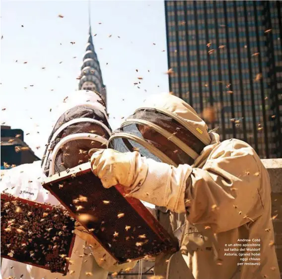  ??  ?? Andrew Coté e un altro apicoltore sul tetto del Waldorf Astoria, (grand hotel oggi chiuso per restauro)