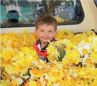 ??  ?? Cancer Society Nelson pickers have been gathering from growers daffodils to be sold on Daffodil Day.