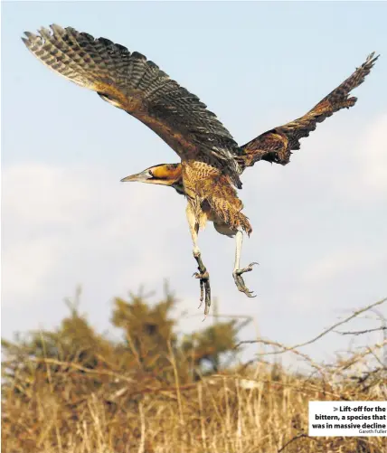  ?? Gareth Fuller ?? Lift-off for the bittern, a species that was in massive decline