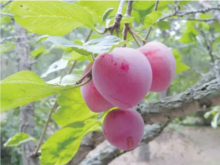  ?? — SARA WILLIAMS FILES ?? Helen Chesnut waits until summer to prune her fruit trees, but the next few weeks heading into early March is the perfect time for pruning roses, ideally as growth buds begin to swell.