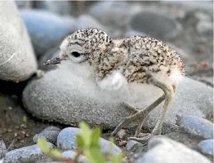  ?? PHOTO: STEVE ATTWOOD/AULDWOOD PHOTOGRAP ?? Shoal Bay is home to 12 at-risk species including the reef heron, banded dotterel, Caspian tern and wrybill.