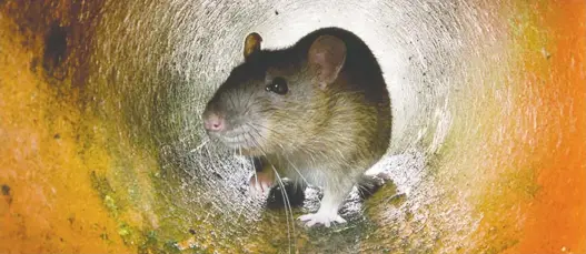  ?? AFP/GETTY IMAGES ?? Experts in the U.K. say with restaurant­s closed, much of the rat population has been forced to abandon its urban burrows for homes and gardens.