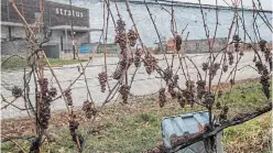  ?? BOB TYMCZYSZYN TORSTAR ?? Bins are at the ready for the harvest of Riesling grapes to be made into icewine at Stratus vineyards.