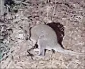  ?? (DR) ?? Un wallaby (photograph­ié ici de nuit) a été aperçu à plusieurs reprises dans l’Estérel ces derniers jours. Il se serait échappé de la maison forestière des ‘‘Trois Termes’’ il y a cinq mois.