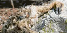  ??  ?? Die Aufnahme zeigt ein Storchenkü­ken, das Gerhard Mayer vom Landesbund für Vogelschut­z am 24. Mai tot unter dem Nest der Eltern geborgen hat. Das nasskalte Wetter im Frühjahr hat dem Nachwuchs zugesetzt.