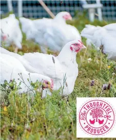  ??  ?? The thoughtful hens. Photo: Debbie Jones/Imaging Essence