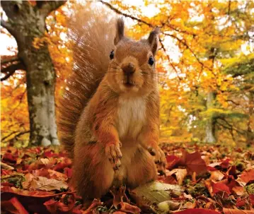  ??  ?? Autumn almanac: As the leaves start to fall and food is plentiful, reds energetica­lly begin foraging for winter supplies. They often bury their haul on the forest floor