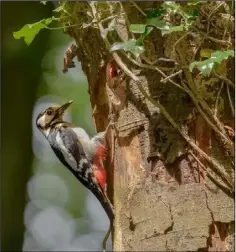  ??  ?? A spotted woodpecker.