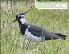  ?? Photograph: Ian Macrae Young ?? Lapwing an increasing­ly rare breeding bird on Arran.