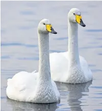  ?? Ben Hall (rspb-images.com) ?? ●● Whooper swans