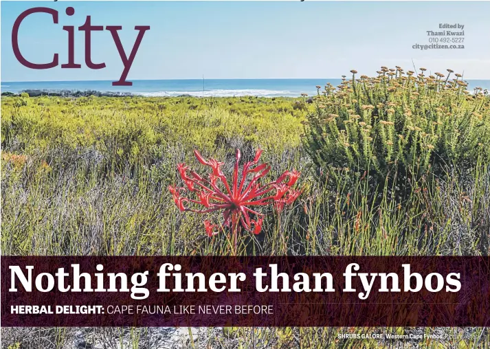  ?? Picture: iStock ?? SHRUBS GALORE. Western Cape Fynbos.