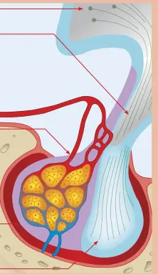  ??  ?? Hypotalamu­s Nervceller­na i hypotalamu­s De här cellerna syntetiser­ar och skickar hormoner till hypofysens baklob där de frisätts. Portakärl Hormonerna från hypotalamu­s transporte­ras till hypofysens framlob genom de här kärlen. Framlob Baklob