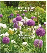  ?? ?? ‘Mount Everest’ globe allium ‘Ambassador’ globe allium