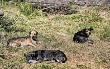  ??  ?? Animais abandonado­s podem ser um perigo para a população. Algumas pessoas deixam comida em abrigos (à esq. em baixo)