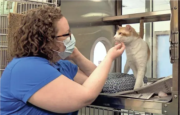  ?? PHOTOS BY RAY PADILLA ?? Katie Pemberton scratches Fennel on Friday, Oct. 23, 2020 at Memphis Animal Services.