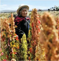  ?? Foto: AFP/Aizar Raldes ?? Bolivianer­in umgeben vom »Korn der Inkas« – Quinoa