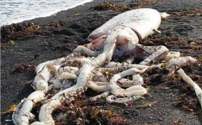  ?? Bild: JAY LEWIS / KAIKOURA MARINE CENTRE / TT ?? MYSTISKA GELÉBOLLAR. En teori är att de jättelika geléklumpa­rna är kokonger för ägg för jättebläck­fiskar.