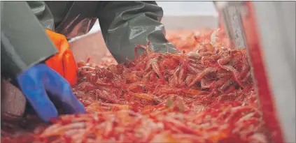  ?? SUBMITTED PHOTO ?? Shrimp are cleaned by crew on board a shrimp trawler. More than 100 people who work at the shrimp plant in Clarenvill­e won’t work this season because of cuts to the northern shrimp quota.