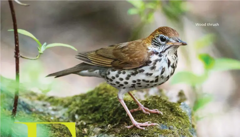  ??  ?? Wood thrush