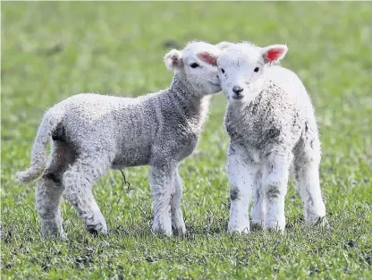  ?? Picture: Gareth Fuller ?? Good flock husbandry is believed to be crucial to lambs’ health.