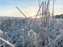  ?? MATTHEW HOLLETT SPECIAL TO THE STAR ?? Frost ices the fields in Finland during golden hour.