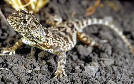  ?? Photos: Robert Ashdown ?? ENDANGERED SPECIES: A number of Condamine Earless Dragons were found at the Oakey Solar Farm.