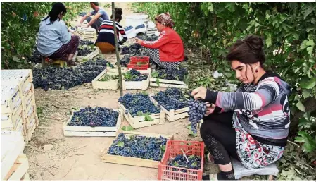  ?? —AFP ?? Hard at work: Workers sorting out the grapes after picking them from vines during the harvest at a vineyard outside the settlement of Zarkent, Uzbekistan.