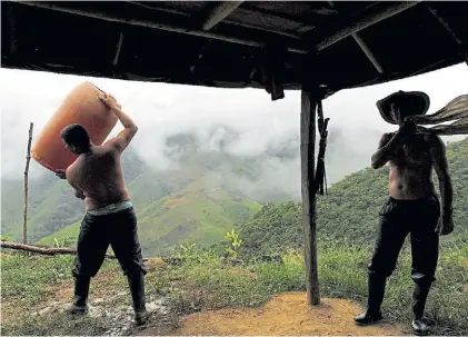  ?? AP ?? Selva. Padre e hijo en una finca de Antioquia en donde se producía, el año pasado, pasta base de cocaína.